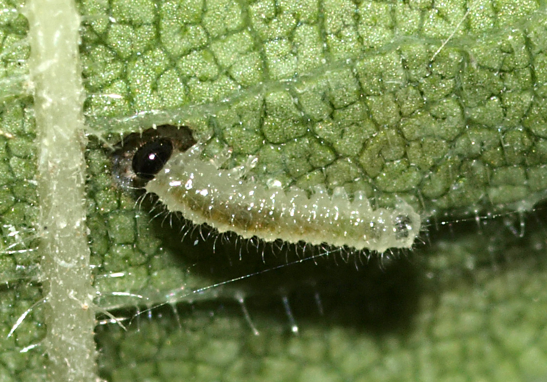 small black bug laying on a green plant