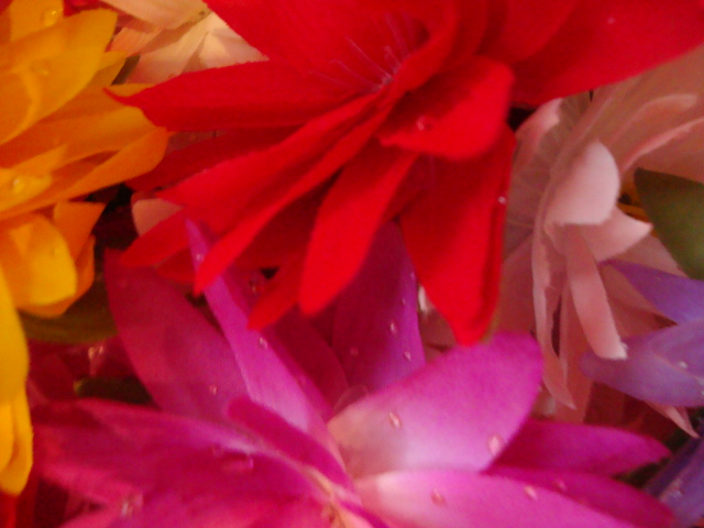 close up of the different color petals of flowers