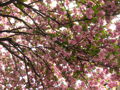 a picture looking up at the nches and flowers