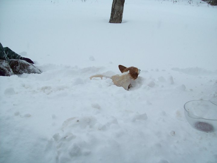 a dog laying in the snow near a tree