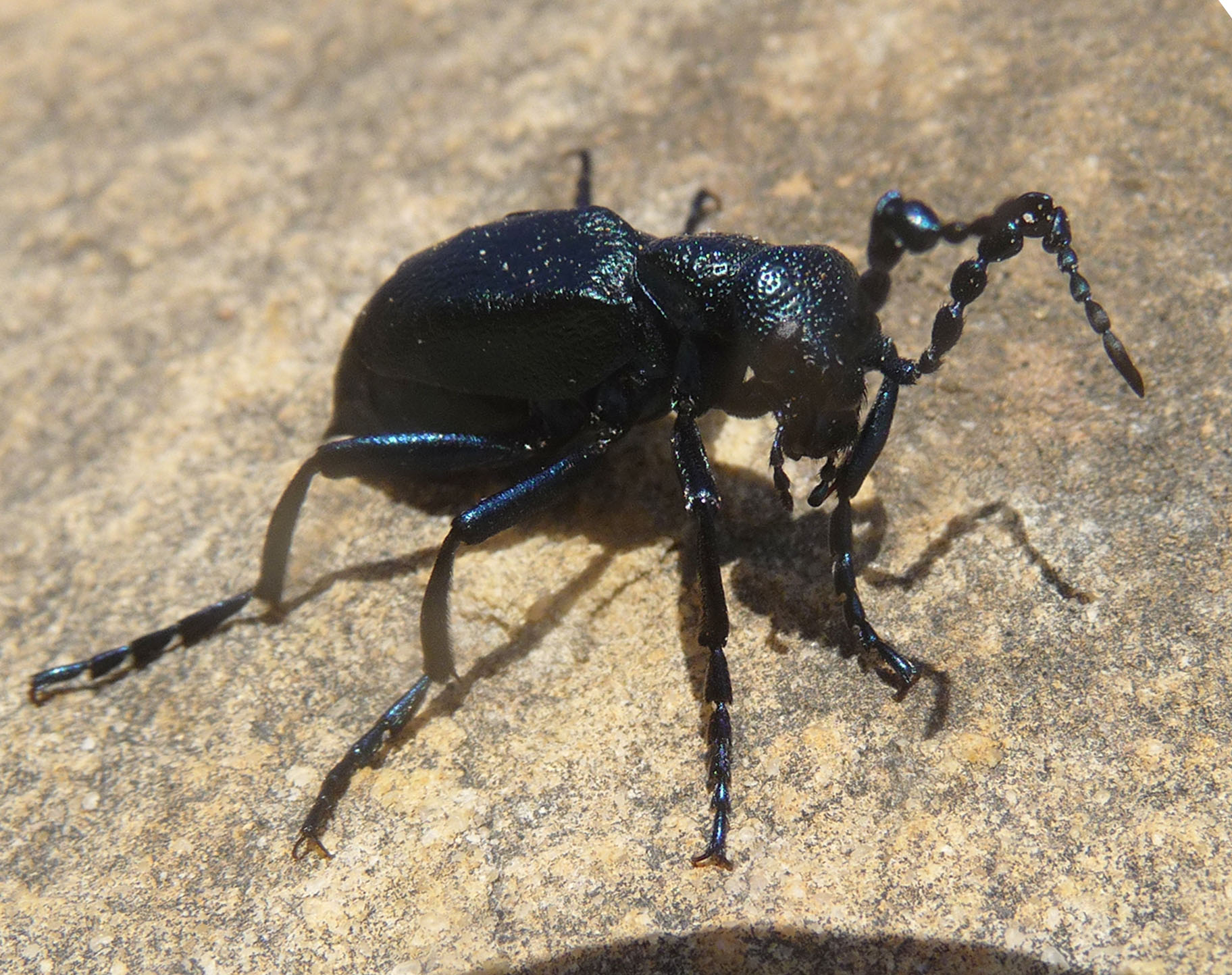 a small black insect sitting on top of a piece of stone