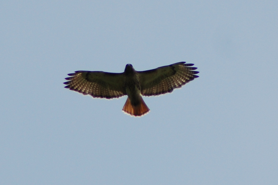 a bird flying high in the sky on its wings