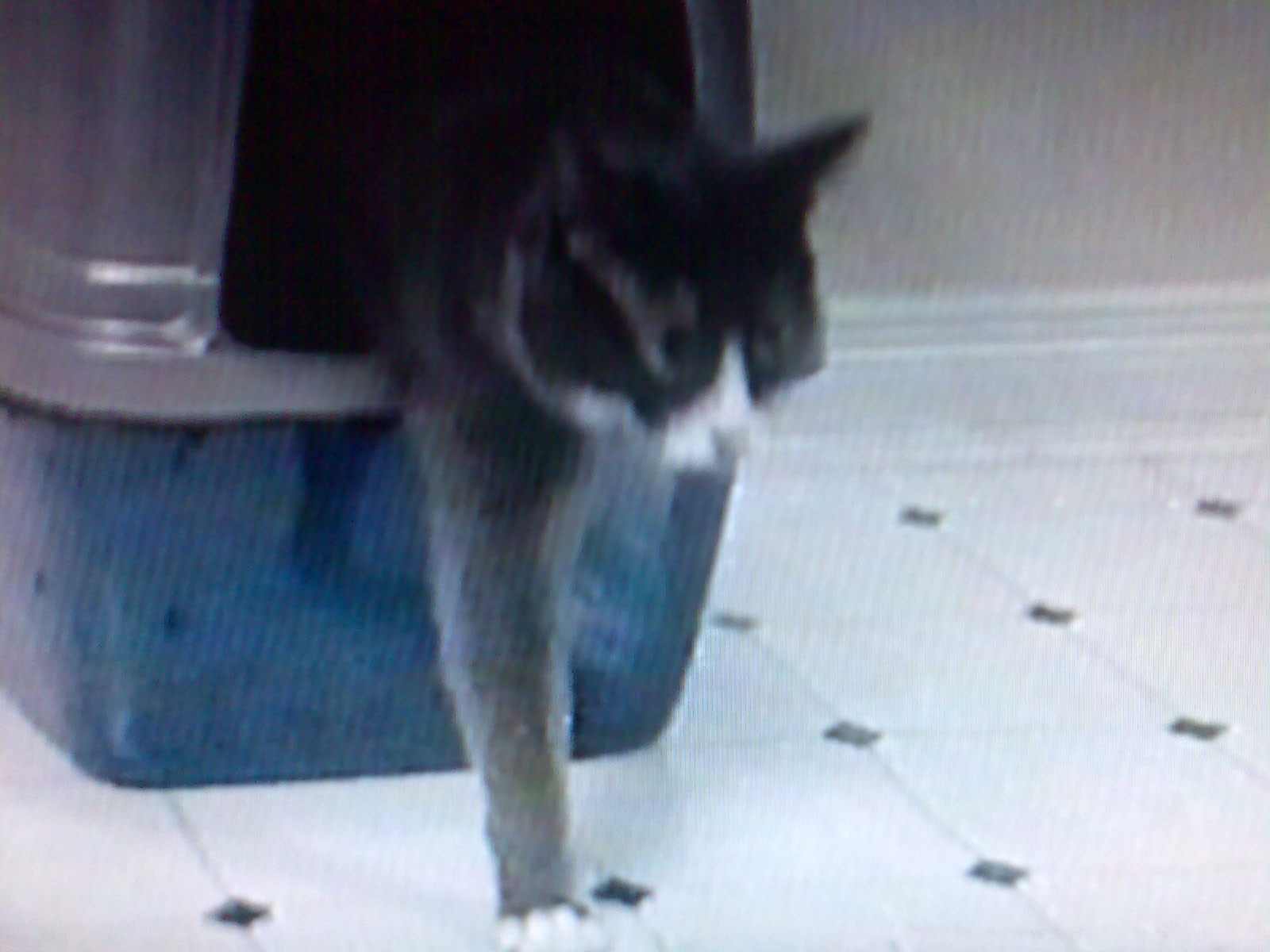a black and white cat walking across a bathroom floor