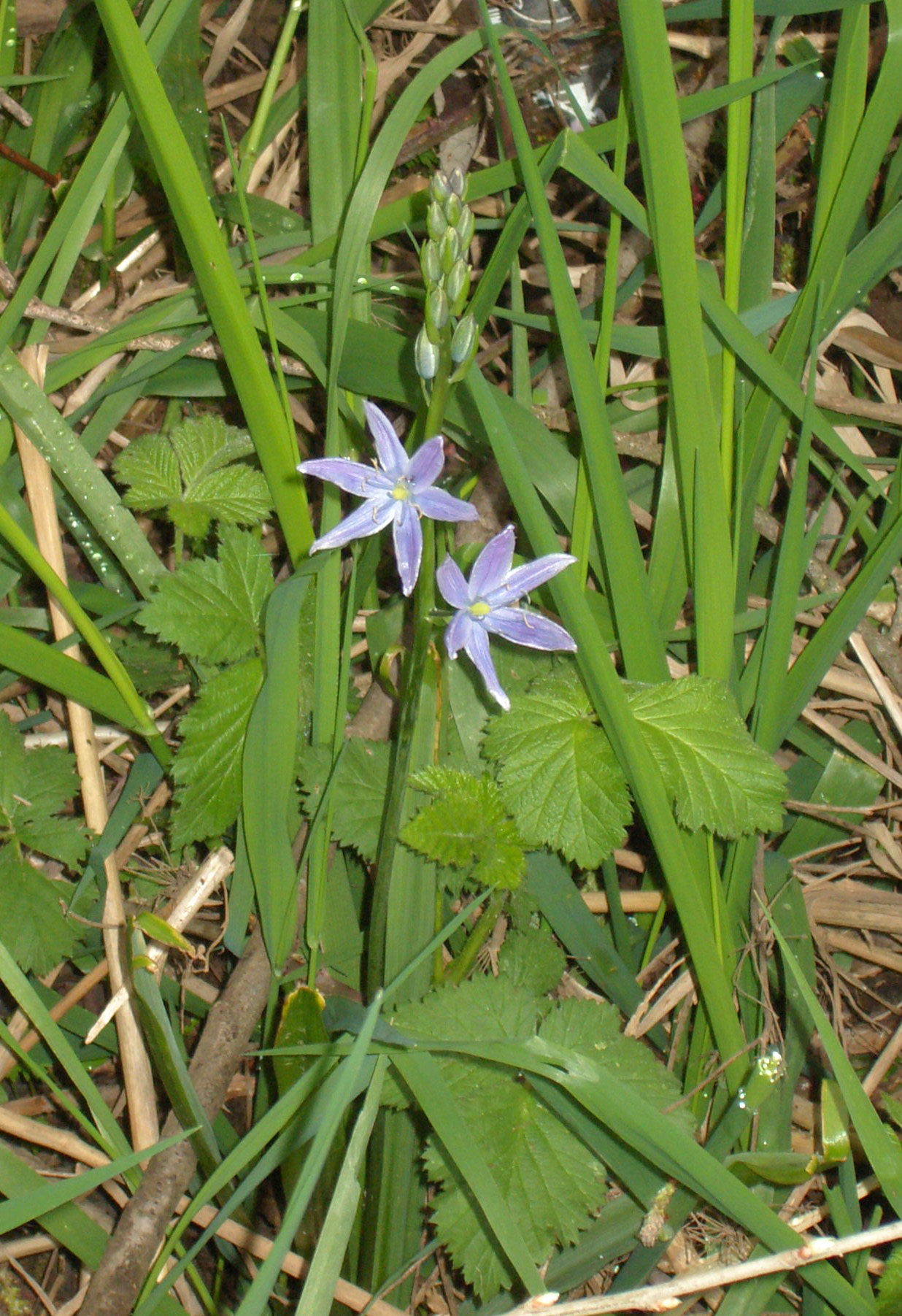 a plant with two purple flowers and green leaves
