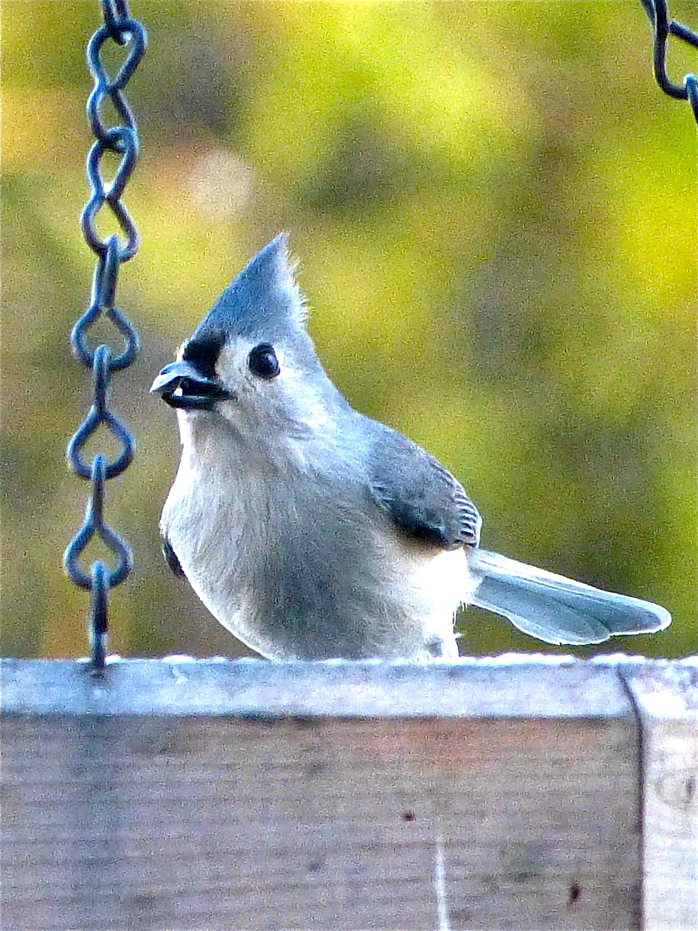 a bird is sitting on a chain link porch