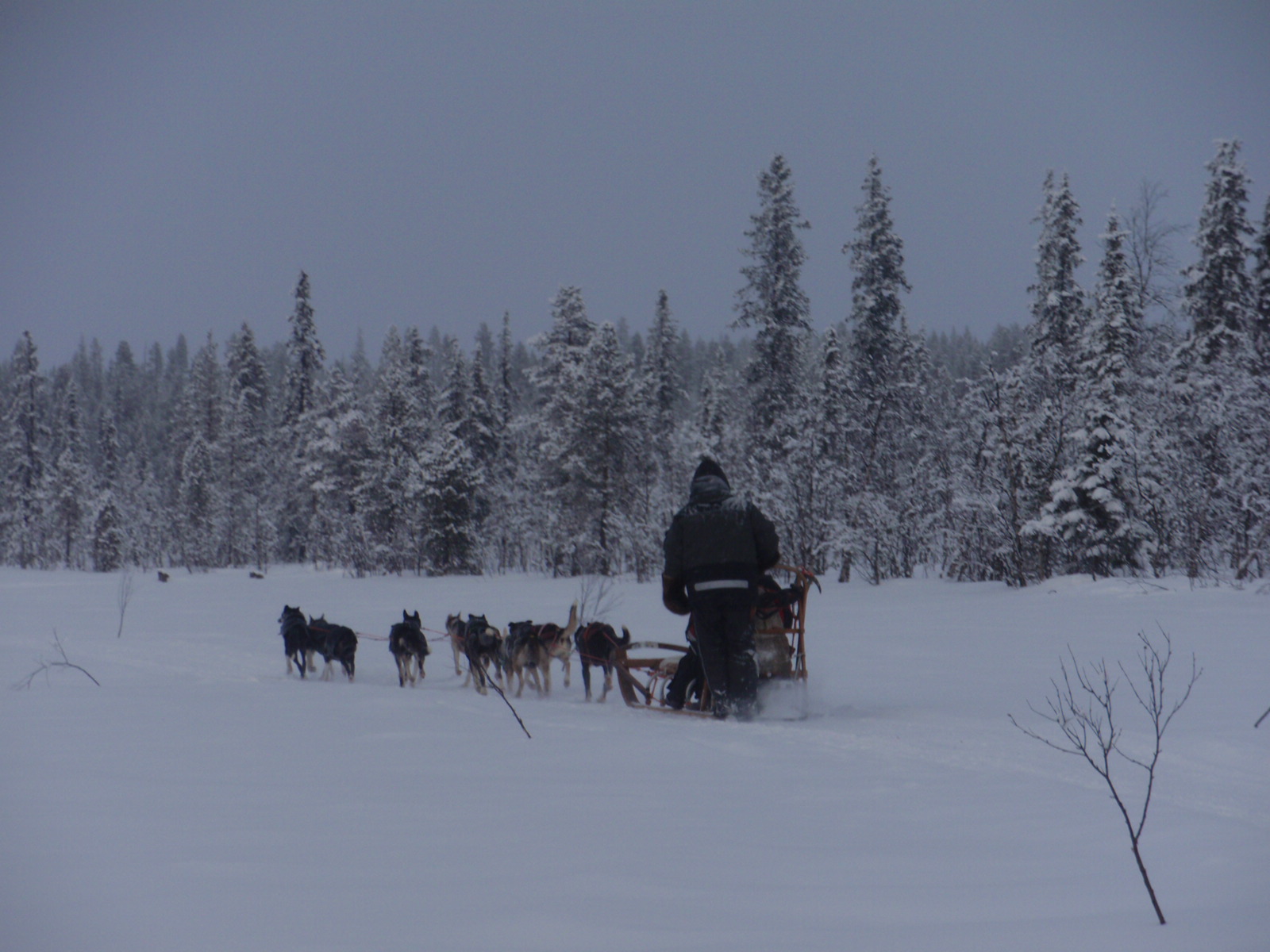 man on a dog sled going down a snowy road