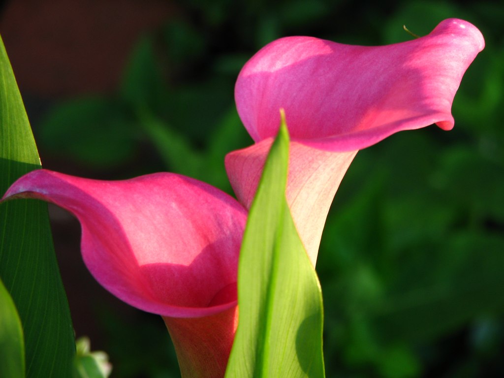 a couple of pink flowers sitting on top of a green leafy stalk