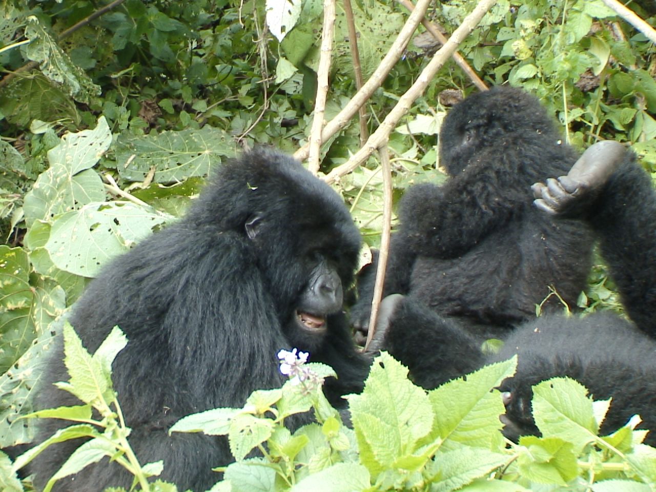 two small black animals are outside together