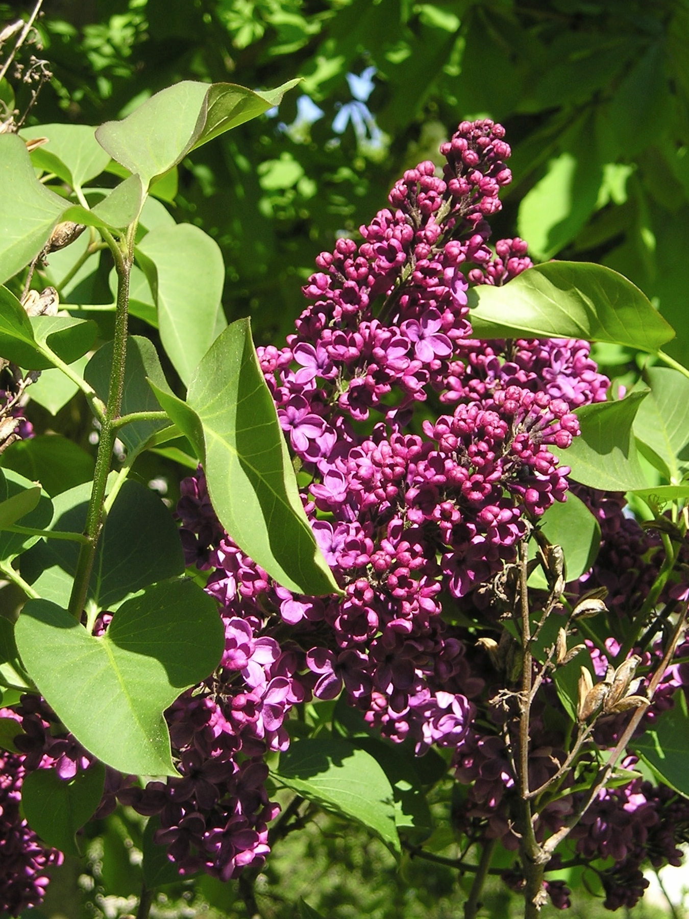 an abundance of lilac flowers growing in a tree