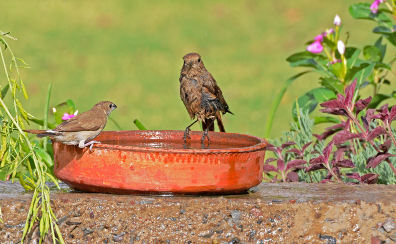 two birds sitting on the edge of a red clay bowl
