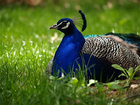 a colorful blue bird is sitting in some grass