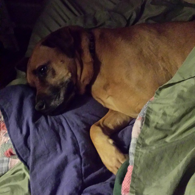 a large dog laying on top of a blanket on a bed