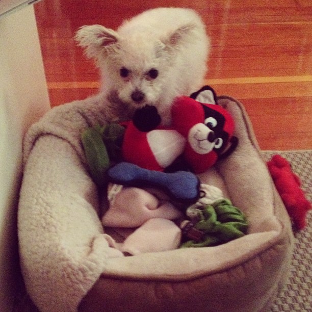 a small white dog sitting in a cat bed