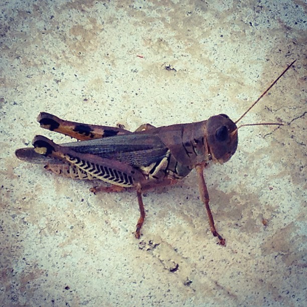a grasshopper on the ground looking for prey