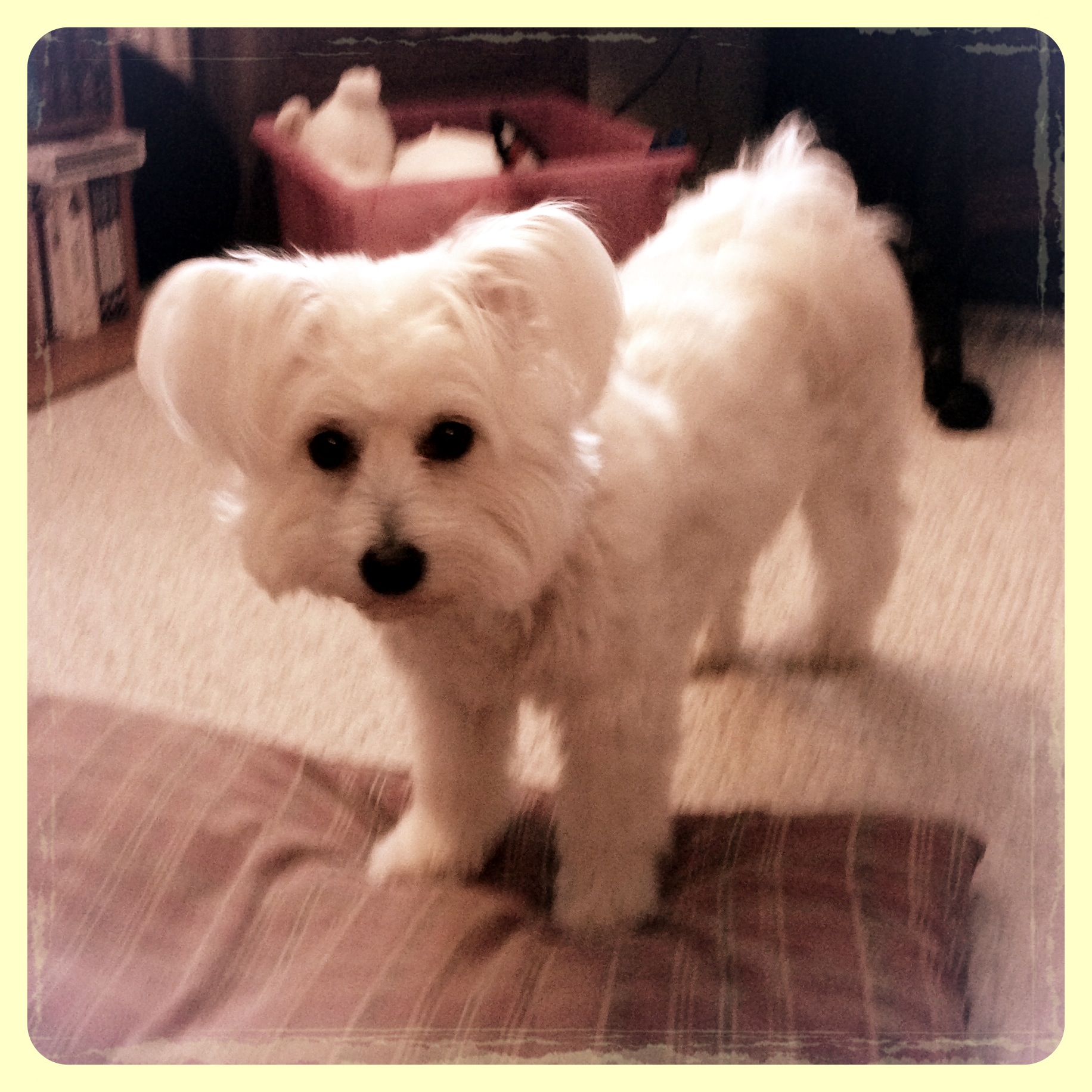 a small white dog with big ears standing on a carpet