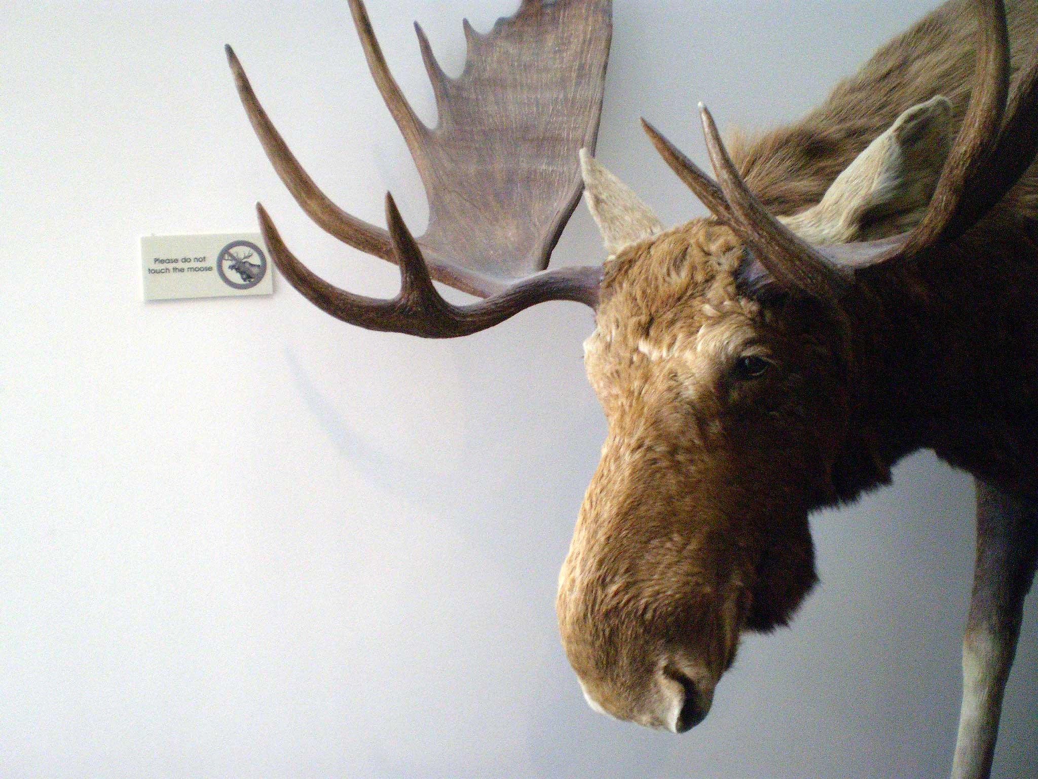 a stuffed moose's head is mounted to a wall