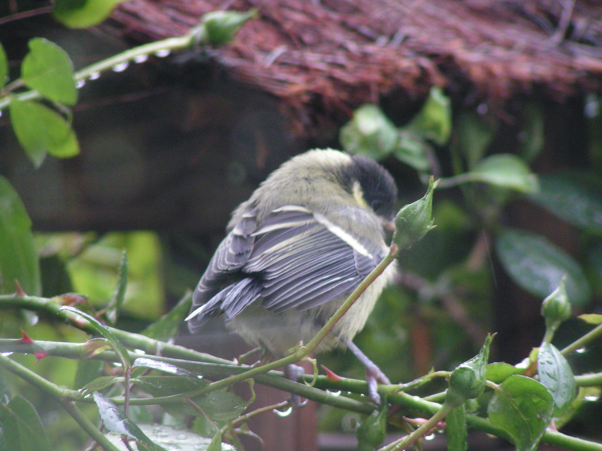 bird sitting on nch near water on cloudy day