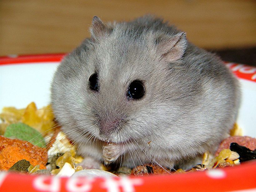 a little grey hamster eating grain in a bowl