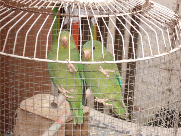two green and red birds are in a cage