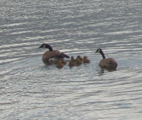 three adult and baby ducks are swimming together
