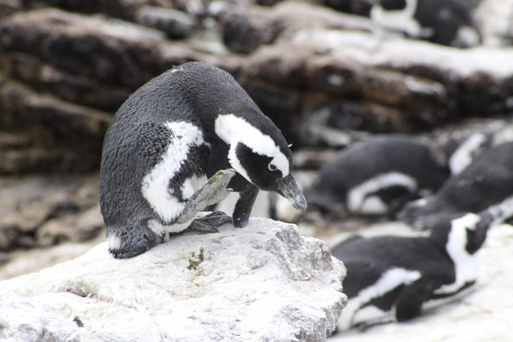 penguin on large rock with group of penguins in background