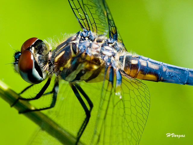 a close up of a dragon fly sitting on a leaf