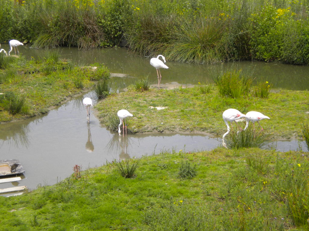 a group of white birds are standing in water
