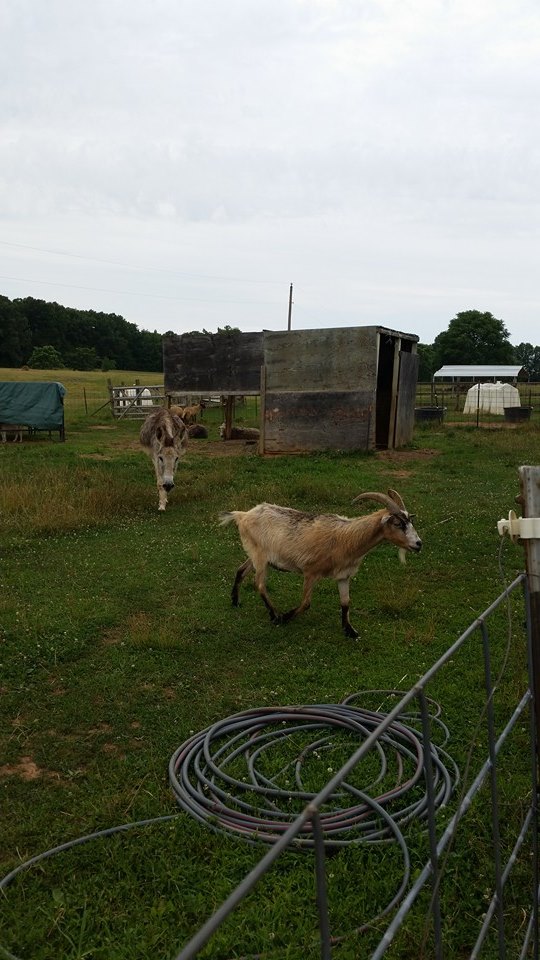 two goats graze on the grass behind a barbed wire fence