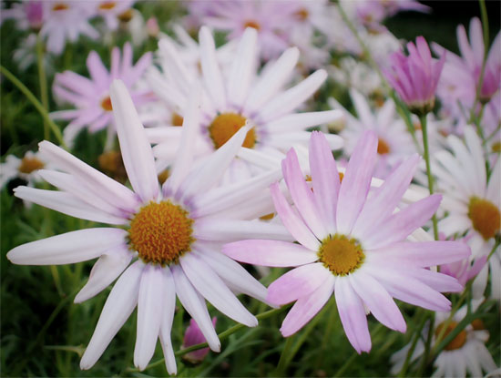 a large group of white and purple flowers