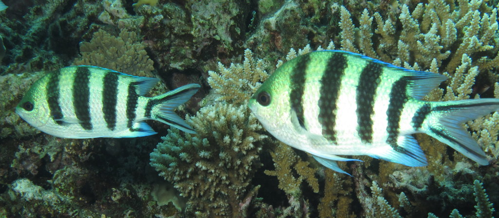 a pair of tropical fish in their habitat