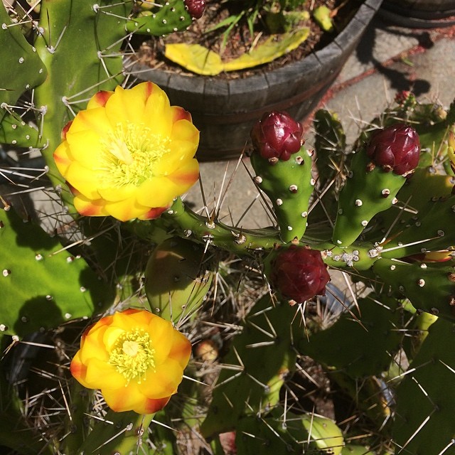 several yellow and pink flowers on a plant