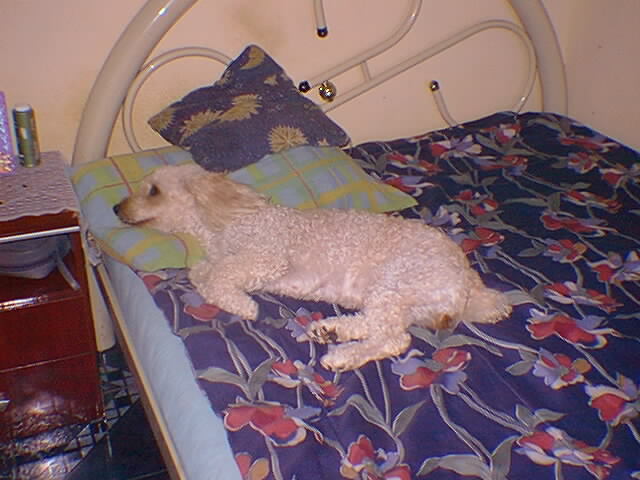 a white dog laying on top of a bed next to a table