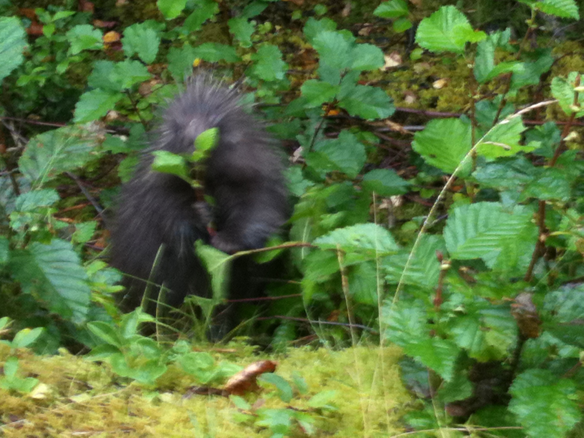 a young monkey is eating a leafy plant