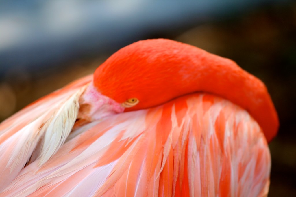 a pink flamingo with an orange beak stands closeup