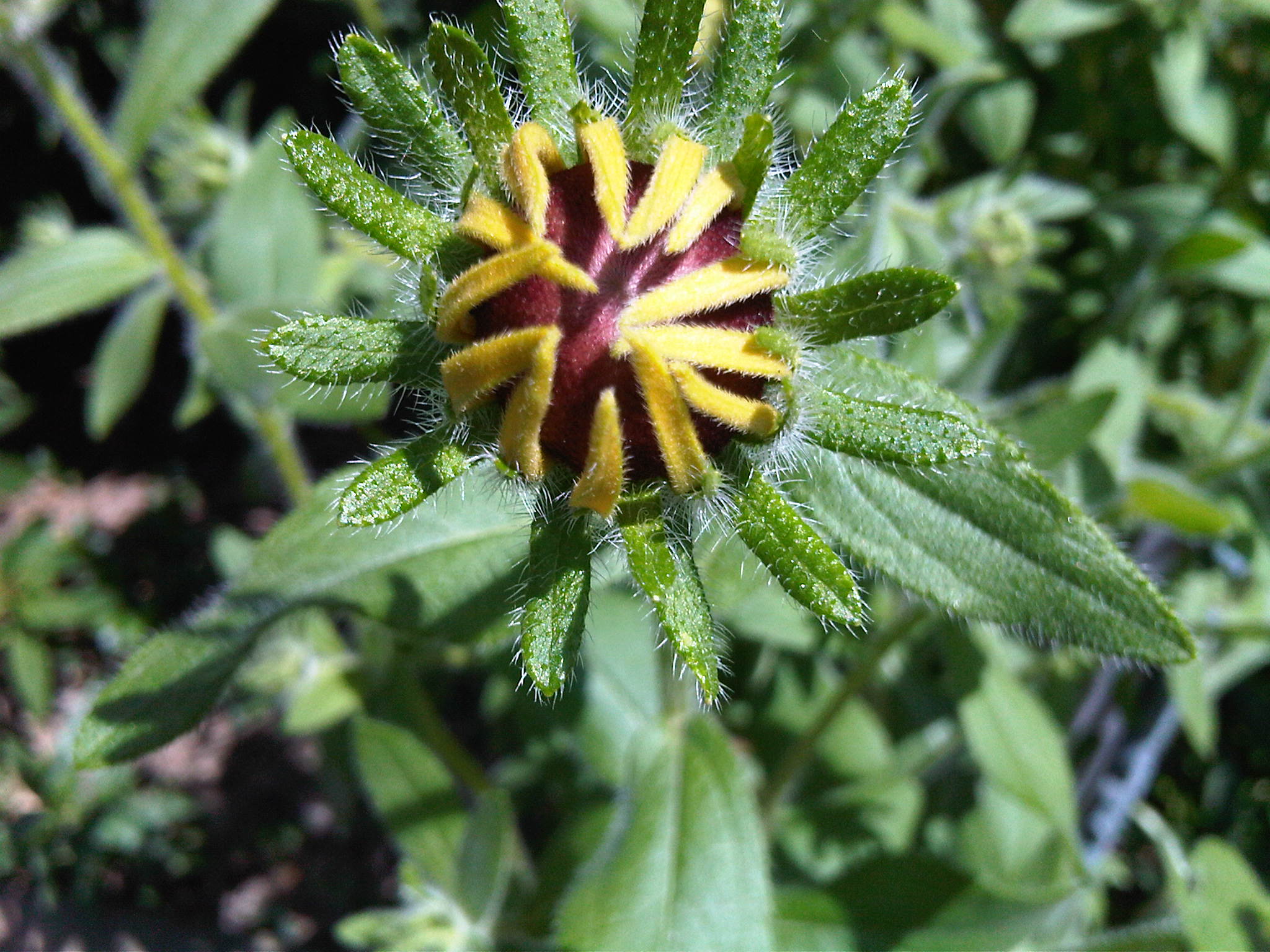 the yellow and red flower is very large