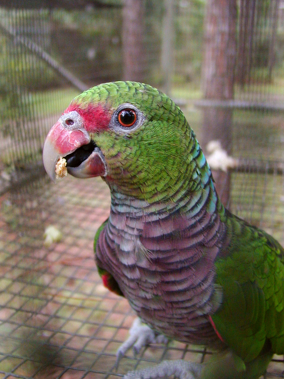 a parrot with red, green and blue feathers standing next to a cage