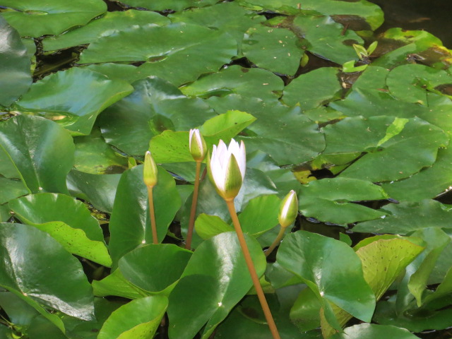 a small white flower sits in between some green leaves