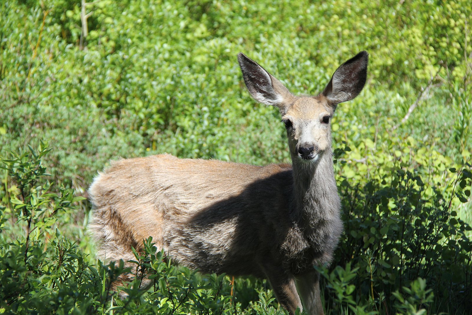 a wild deer in the midst of some tall grass