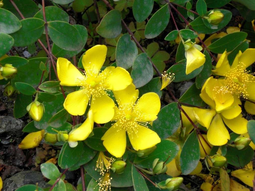 yellow flowers in the ground with green leaves