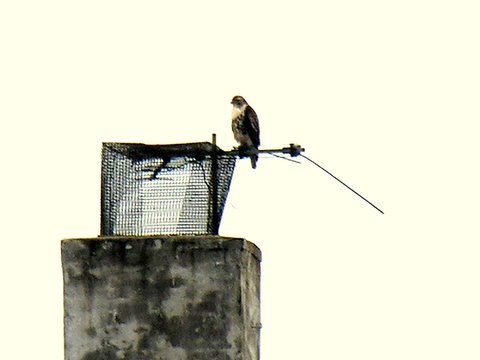a bird is sitting on top of an abandoned wire mesh basket
