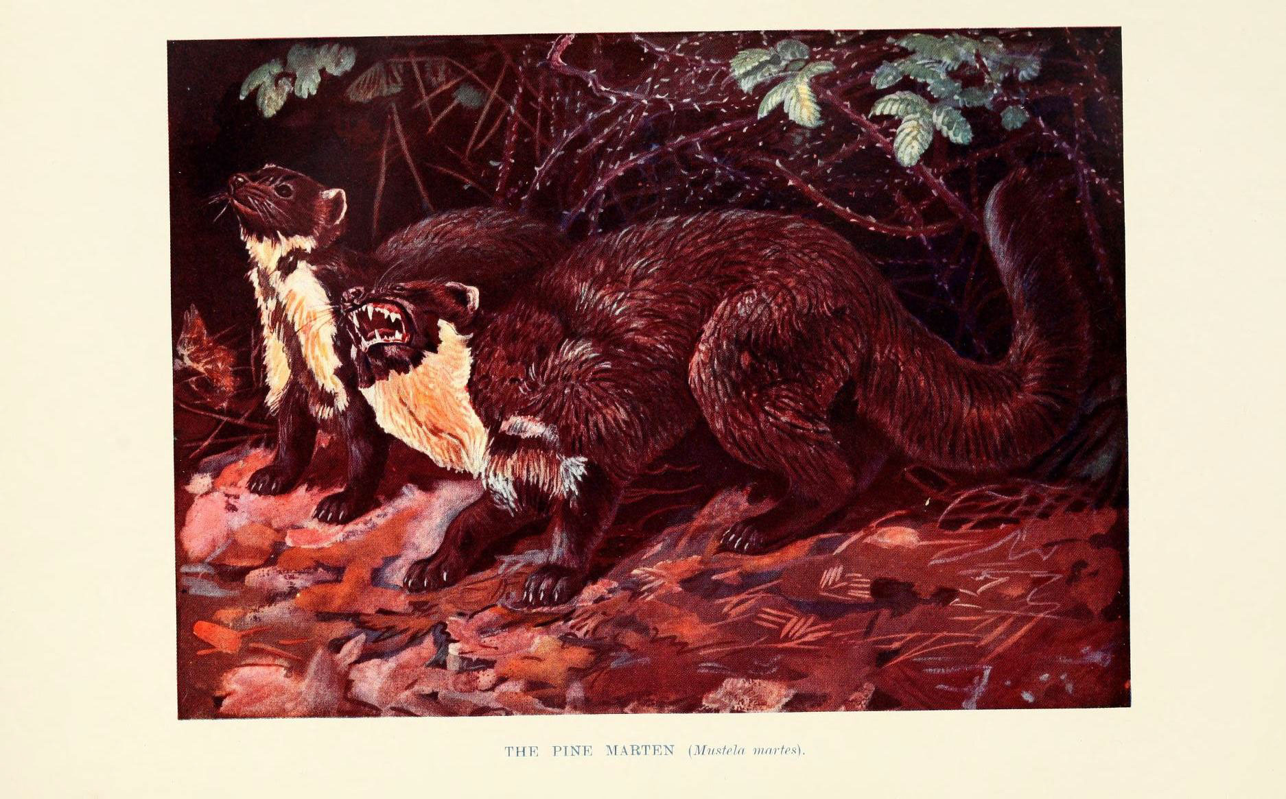 the illustration depicts two bears with long claws