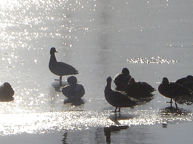 many birds walk along a lake during the day