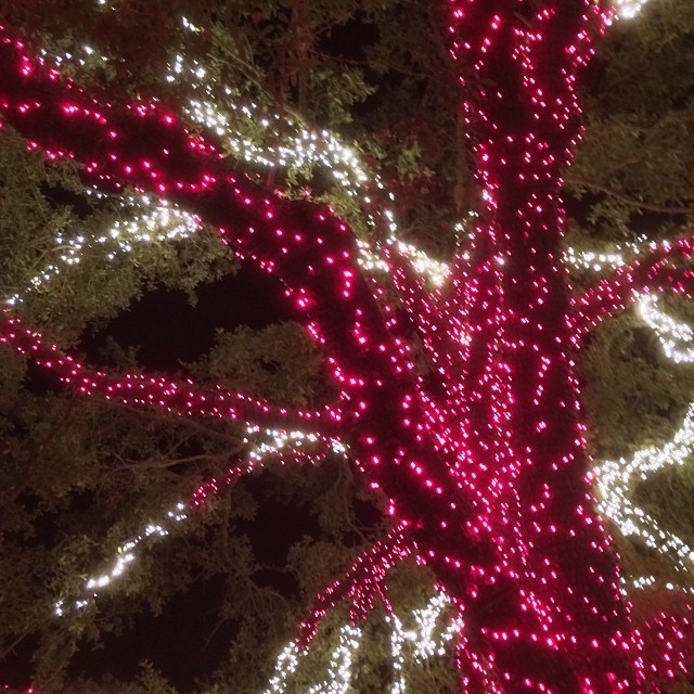 the large christmas lights are lit up around the trees