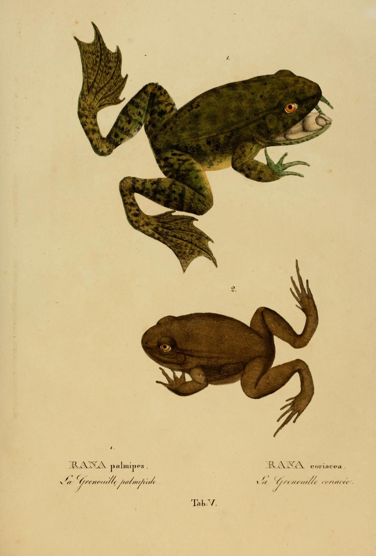 a frog and a toad from the book of the lizards,