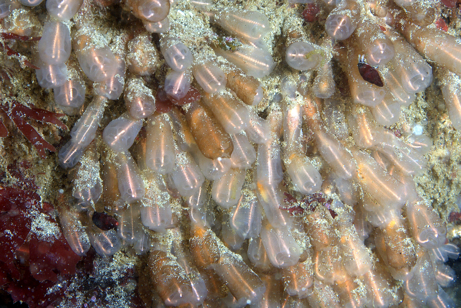 several sea worms on anemonic surface with tiny corals