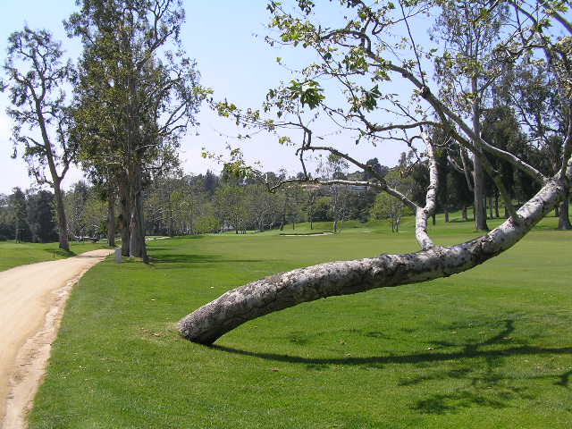 a tree fallen over in the middle of a golf course