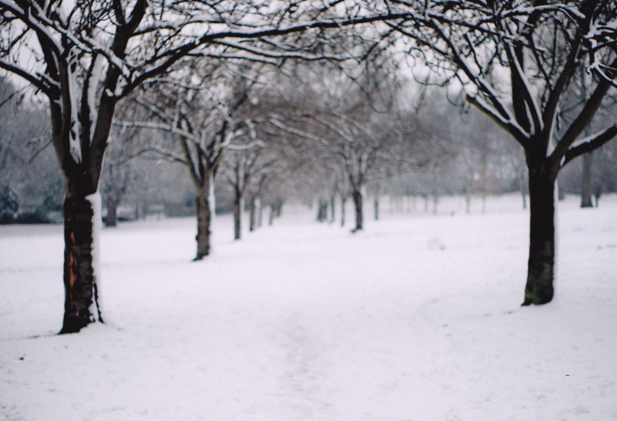 a tree lined path in a snowy park