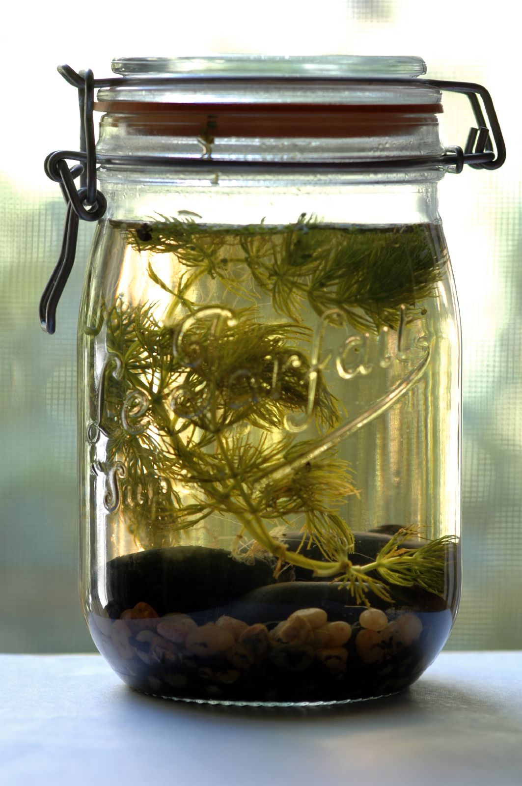 a large jar of water with plants inside