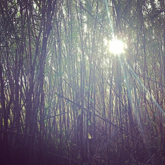 the sun is peeking through some green trees