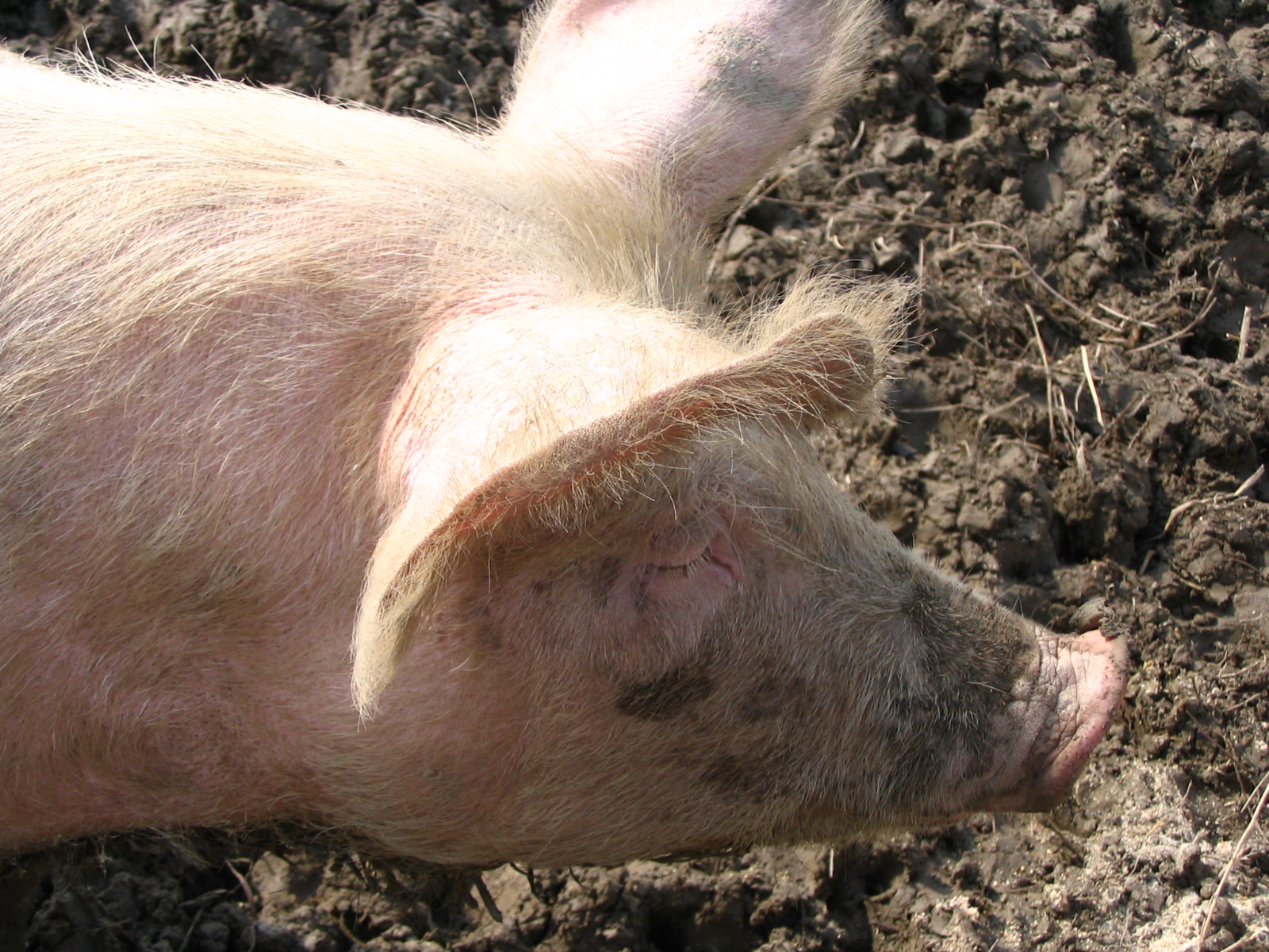 a pig laying in the dirt looking towards the camera